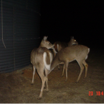 The site is continuously used by CWD infected and healthy deer alike. Here a group of white-tailed deer feed on grain spilled on the ground.